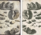 Dessin de la main de Hooke (a) : différents types de fossiles dent de mammoth, crabe, radioles d'oursins, encrines… - crédit British Library