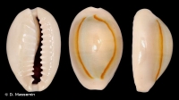 Monetaria annulus - Crédit photo D. Massemin pour INPN