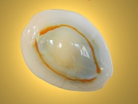 Monetaria annulus - Linnée