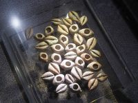 Un exemple de Monetaria Moneta un coquillage utilisé en Chine comme monnaie primitive.
