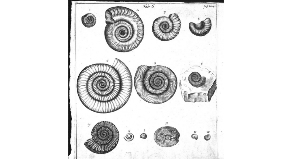 Hildoceras bifrons - représentation  (figure 2) par Martin  Lister " Historiae animalium Angliae tres tractatus" (1678)