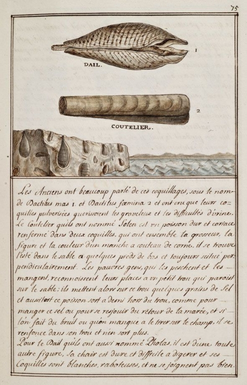 Coutelier et Dail - Histoire Naturelle des Animaux- Elie Richard 1700 - Crédit photo Christian Vignaud  Musées de Poitiers