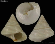 Calliostoma cochlias - crédit photo Manuel Caballer, Mnhn