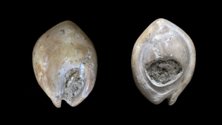 Nassarius gibbosulus (Linnaeus, 1858), coquillage perforé - Tébessa, Algérie - datation autour de 90 000 ans BP.  © MNHN - J.-C. Domenech