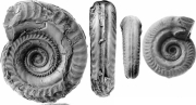 Hildoceras bifrons Bruguière 1789 -holotype macroconche et microconche Withby (Yorkshire) Angeleterre