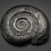 Hildoceras bifrons -Jurassique (toarcien) of Whitby, Yorkshire, Angleterre