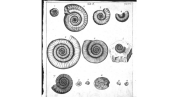 Hildoceras bifrons - représentation  (figure 2) par Martin  Lister " Historiae animalium Angliae tres tractatus" (1678)