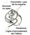 Spirale d'enroulement de l'hélice d'un gastéropode