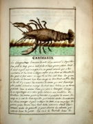 La Langouste - Histoire Naturelle des Animaux- Elie Richard 1700 - extrait du site Curiositas