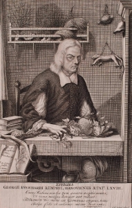 Le plus atypique des portraits de collectionneurs est celui de Georg Everhard Rumphius (1627-1702) - Portrait atypique : il a la main posée sur ses coquilles, qu’il découvre avec les doigts, étant aveugle.