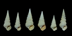 Sigmesalia fasciata - Lutétien  Villiers St Frédéric 78
