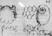 Léonard de Vinci - Dessin fossiles marins ?