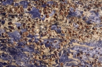 Schistes bleus à glaucophane, épidote et grenat, RNN François-le-Bail île de Groix – © R.-P. Bolan – Bretagne vivante SEPNB