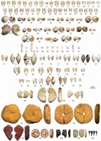 Objets de parure découverts dans le niveau IV0 de Pincevent. 1-37 : Rhinoclavis sp., 38-59 : Crommium sp., 60-71 : Dentalium sp., 72-81 : Melanopsis sp., 82-90 : Bayania sp., 91-92: Sigmesalia sp., 93: Olivella sp., 94 : Ancillarina sp., 95 : Cryptoconus sp., 96 : Granulolabium sp., 97 : Rimella sp., 98 : Ditrupa sp., 99-101 : Disque en calcaire blanc, 102-103 : Disque en grès jaune, 104-105 : Disque en grès rouge, 106 : Pendeloque en lignite, 107 : Galet avec perforation naturelle, 108 : Dent de requin.