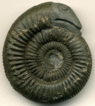 Snakestone - Dactylioceras commune - Yorkshire - Photo James St. John, Flickr