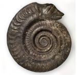 Snakestone - ammonite hildoceras bifrons - Natural History Museum