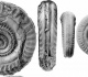 Hildoceras bifrons Bruguière 1789 -holotype macroconche et microconche Withby (Yorkshire) Angeleterre