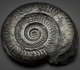 Hildoceras bifrons -Jurassique (toarcien) of Whitby, Yorkshire, Angleterre