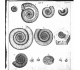 Hildoceras bifrons - représentation  (figure 2) par Martin  Lister " Historiae animalium Angliae tres tractatus" (1678)