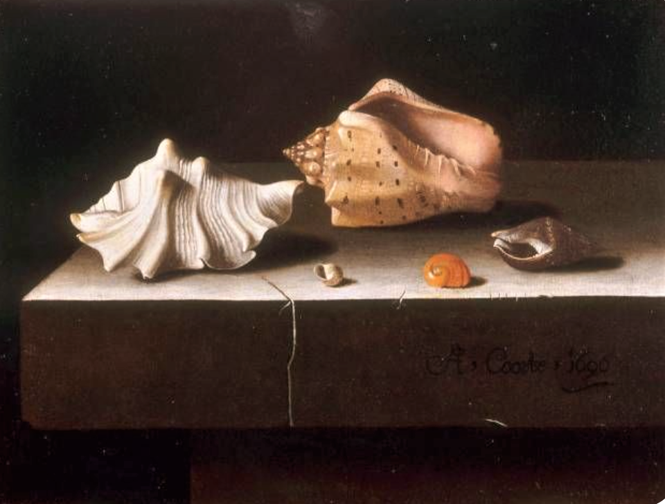 Cinq coquillages sur une tranche de pierre (1696), Adriaen Coorte (1665-1707), Musée du Louvre © RMN / Michel Urtado