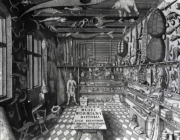 Ole Worms - Cabinet de curiosités - 1655