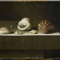 Six coquillages sur une tranche de pierre (1696), Adriaen Coorte (1665-1707) - Musée du Louvre