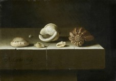 Six coquillages sur une tranche de pierre (1696), Adriaen Coorte (1665-1707), Musée du Louvre © RMN / Michel Urtado