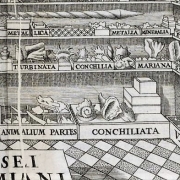 Ole Worms - Cabinet de curiosités - détail - 1655