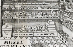 Ole Worms - Cabinet de curiosités - détail - 1655