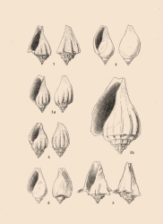 Volutidae