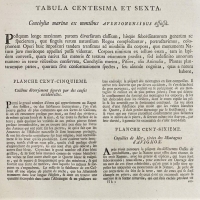 Seba Albertus - Locupletissimi rerum naturalium thesauri accurata pl 106 T4 - 1758