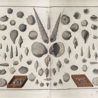 Seba Albertus - Locupletissimi rerum naturalium thesauri accurata pl 106 T4 - 1758