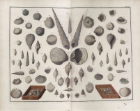 Seba Albertus - Locupletissimi rerum naturalium thesauri accurata pl 106 T4 - 1758