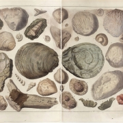 Seba Albertus - Locupletissimi rerum naturalium thesauri accurata pl 107 T4 - 1758