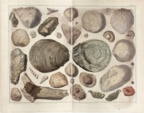 Seba Albertus - Locupletissimi rerum naturalium thesauri accurata pl 107 T4 - 1758