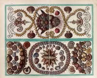 Seba Albertus - Locupletissimi rerum naturalium thesauri accurata pl 37 T4 présentation de coquilles - 1758