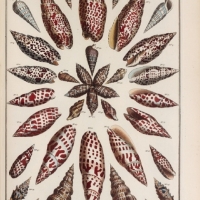 Seba Albertus - Locupletissimi rerum naturalium thesauri accurata pl 51 tome 4 les cornets - 1758