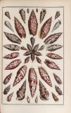 Seba Albertus - Locupletissimi rerum naturalium thesauri accurata pl 51 tome 4 les cornets - 1758