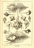 Dezallier - Planche  pourpre 38 - édition 1780