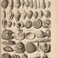 Dezallier - Planche fossiles n°29 - édition 1742