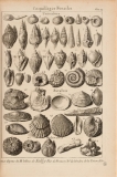 Dezallier - Planche fossiles n°29 - édition 1742