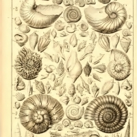 Dezallier - Planche fossiles n°66 - édition 1780