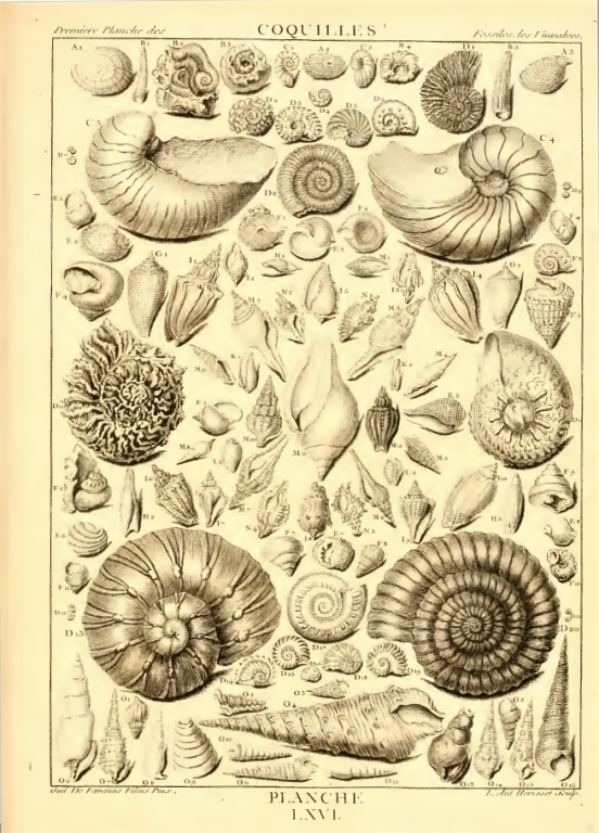 Dezallier - Planche fossiles n°66 - édition 1780