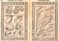 Planches extraites de Minus cognitarum rariorumque nostro coelo orientium stirpium -  COLONNA-Fabio 1616