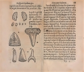 Glossopètres