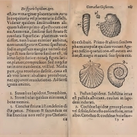 Strombus et Strombulus sont repris de figurations par Christophorus Encelius in "De re metallica" (1557)