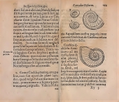 Où l'on reconnait une Amaltheus, ammonite cordée
