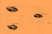 Exemple de fossiles du Lutétien du bassin parisien "a sabuletis juxta Parisias" (extrait des sables des environs de Paris) ou "a sabuletis Parisiens" (extrait des sables de Paris) - Appendix ad historiae conchyliorume librum IV (1692) - Suzanna et Anna Lister