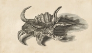 Murex - Credit  Wellcome Coll.CC BY 4.0