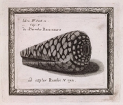 Rhombis reticulatis (conus marmoreus) - the Royal Society London